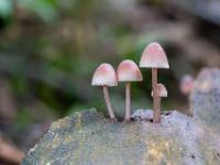 28 Pilze, Pilze, Pilze